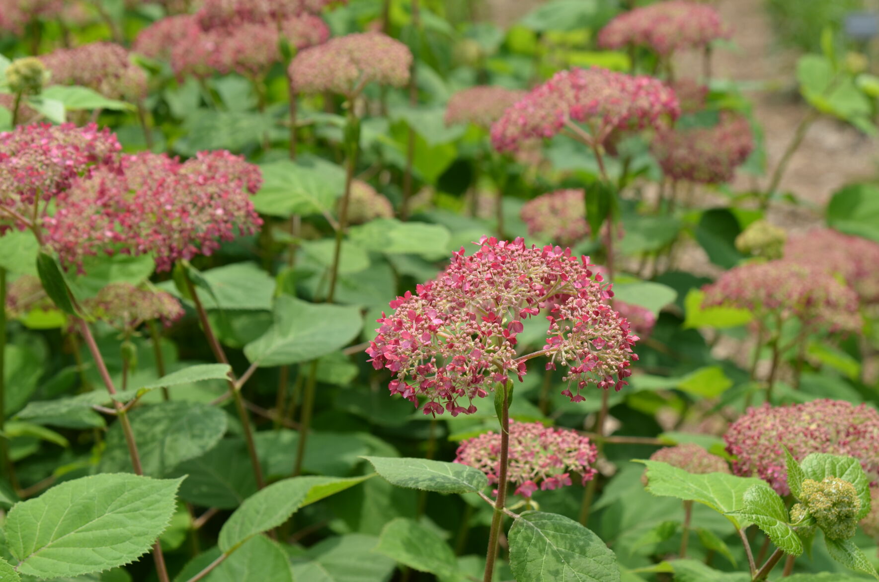 hydrangea arborescens ‘NCHA2’ (Invincibelle Spirit II)